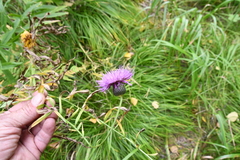 Cirsium serratuloides