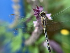 Diplacodes trivialis