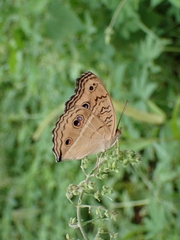 Junonia almana