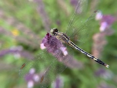 Diplacodes trivialis