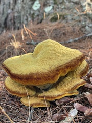 Phaeolus schweinitzii