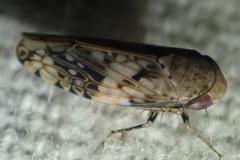 Menosoma cinctum