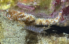 Coscinasterias tenuispina