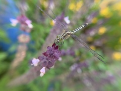 Diplacodes trivialis
