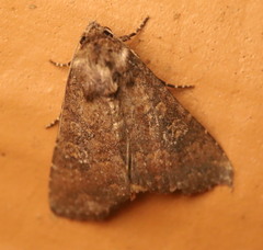 Condica sutor