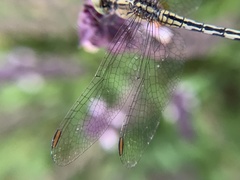 Diplacodes trivialis