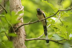 Dendrocitta vagabunda