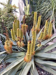 Aloe excelsa