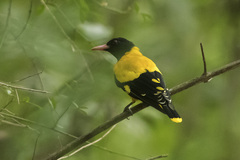 Oriolus xanthornus