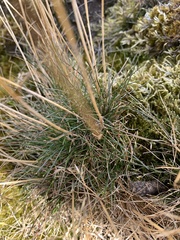 Festuca rubra