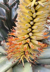 Aloe excelsa