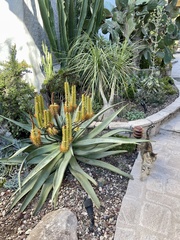 Aloe excelsa