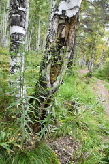 Cirsium serratuloides