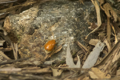 Chrysomelidae