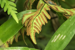 Polypodiopsida