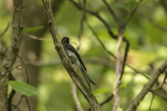 Dicrurus caerulescens