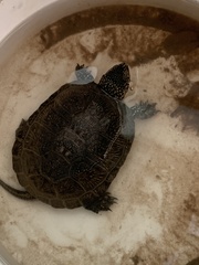 Emys orbicularis