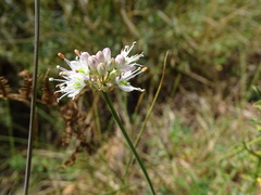 Allium ericetorum