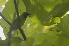 Chloropsis aurifrons