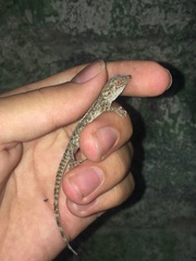 Cyrtopodion scabrum