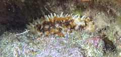 Coscinasterias tenuispina