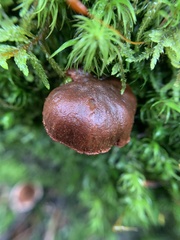 Cortinarius semisanguineus