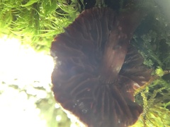 Cortinarius semisanguineus