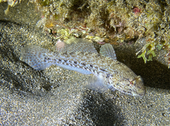 Gobius incognitus