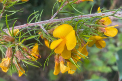 Pultenaea mollis