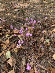 Cyclamen hederifolium