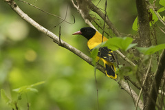 Oriolus xanthornus