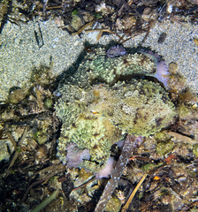 Octopus vulgaris