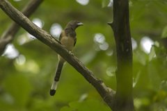 Dendrocitta vagabunda