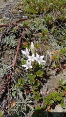 Gentianella