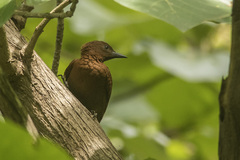 Micropternus brachyurus