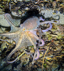 Octopus vulgaris