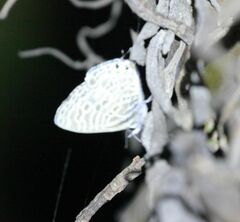 Leptotes pirithous