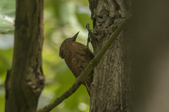 Micropternus brachyurus