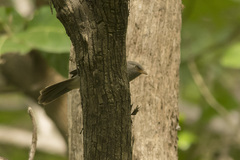 Argya striata