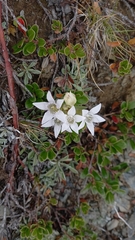 Gentianella