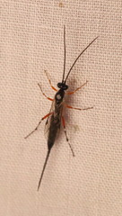 Itoplectis conquisitor