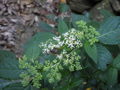 Sambucus javanica