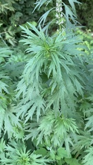 Leonurus glaucescens