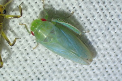 Batracomorphus