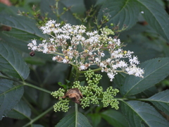 Sambucus javanica