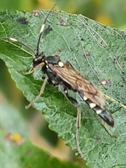 Coelichneumon