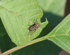 Oestroidea