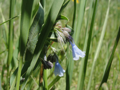 Mertensia lanceolata