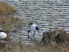 Threskiornis aethiopicus