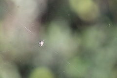 Araneidae